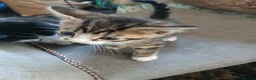 Mixed Breed cats for sale: 5 Adorable Kittens – Ready Soon for Loving Homes in London - Advert 17
