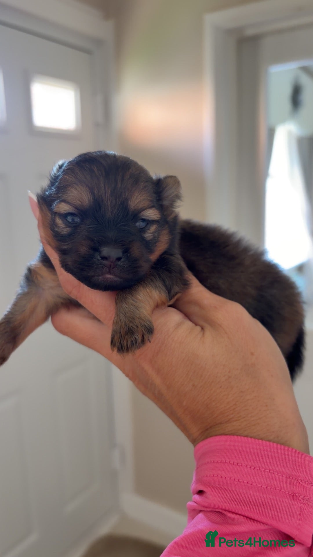 Pomeranian dogs One precious Baby boy pucci 🩵 - Advert 2