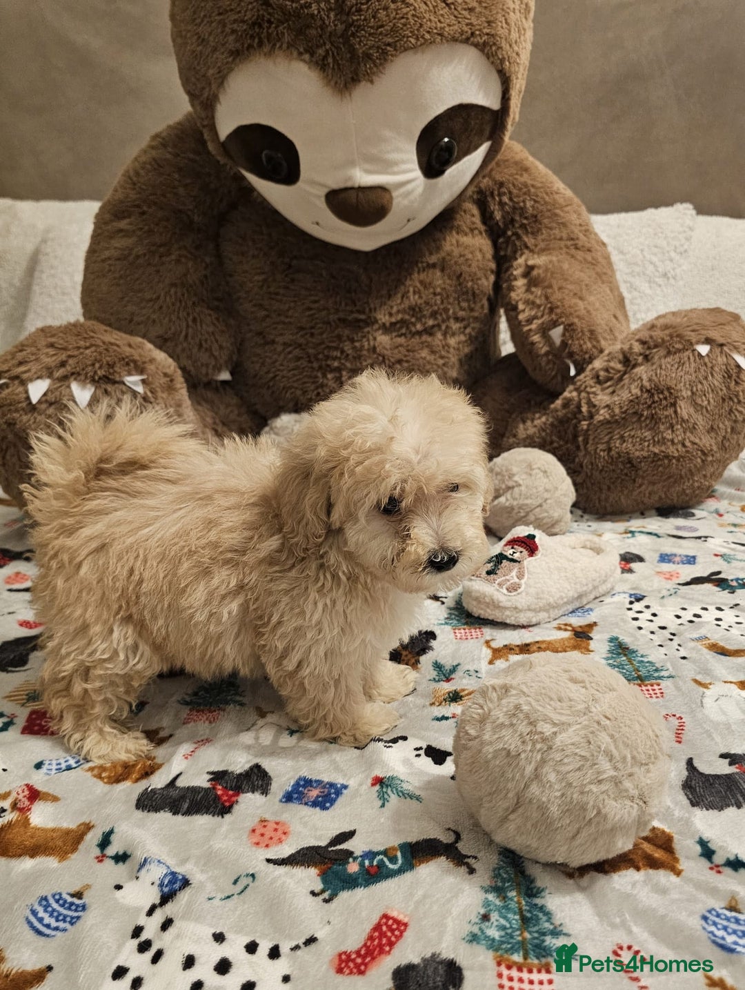 Maltipoo dogs for sale: Amazing apricot color Maltipoo puppies! - Advert 10