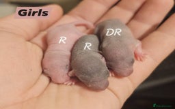 Rat rodents for sale: Baby Rats ~ Rex, Double Rex, Smooth and Dumbo - Image 1