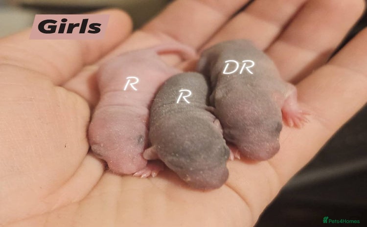 Rat rodents - Advert 2