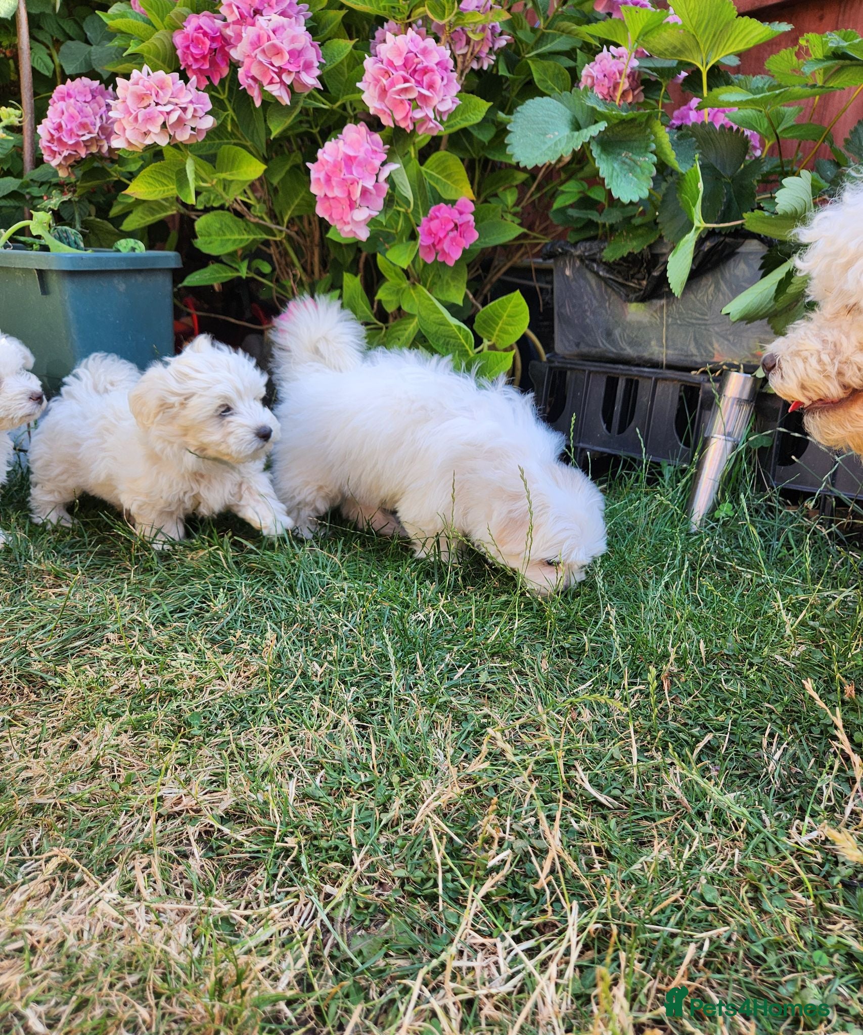 Bichon Frise dogs Bichon frise,, - Advert 2