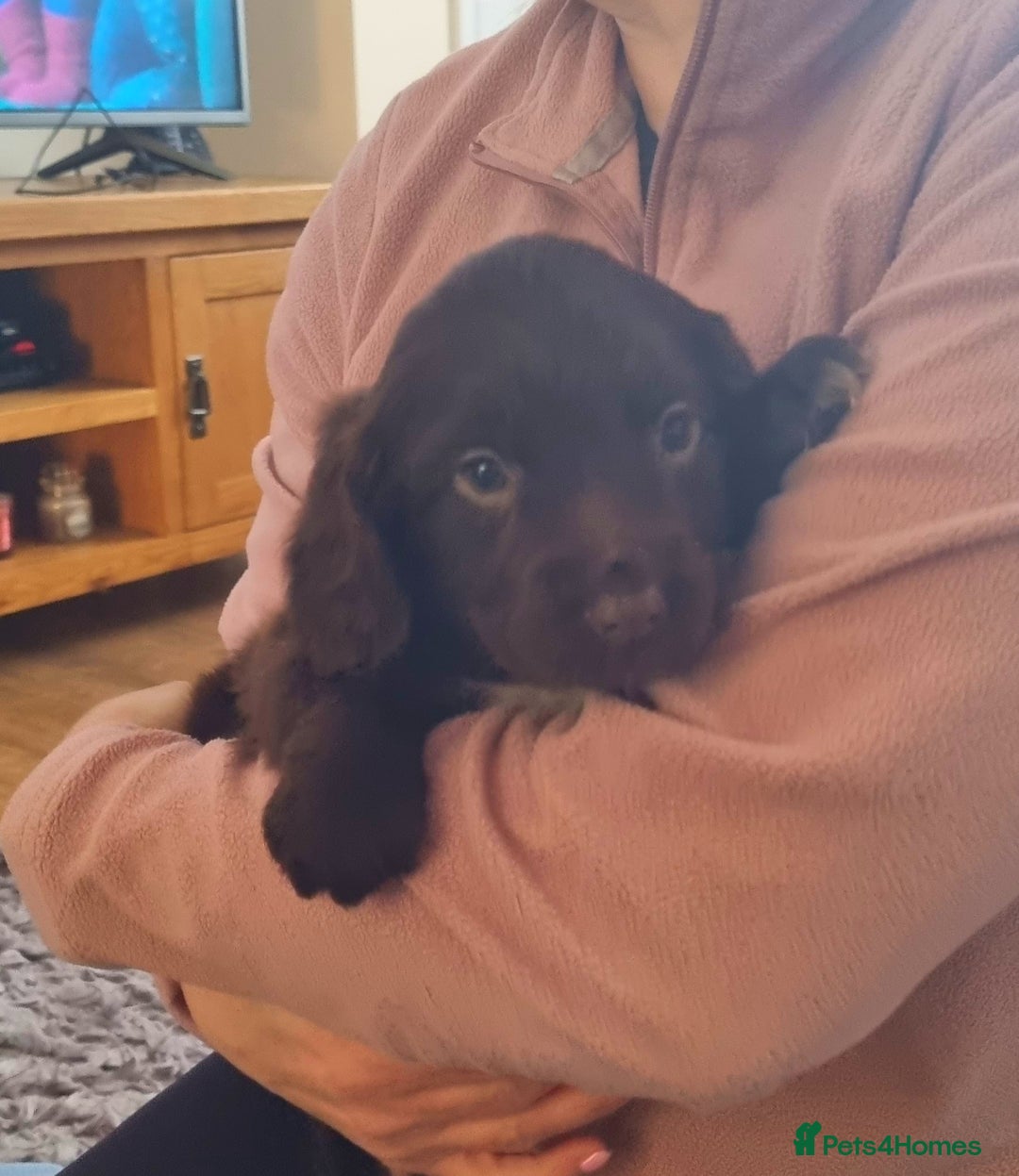 Sprocker dogs for sale: Stunning Sprocker Spaniel puppies  - Image 17