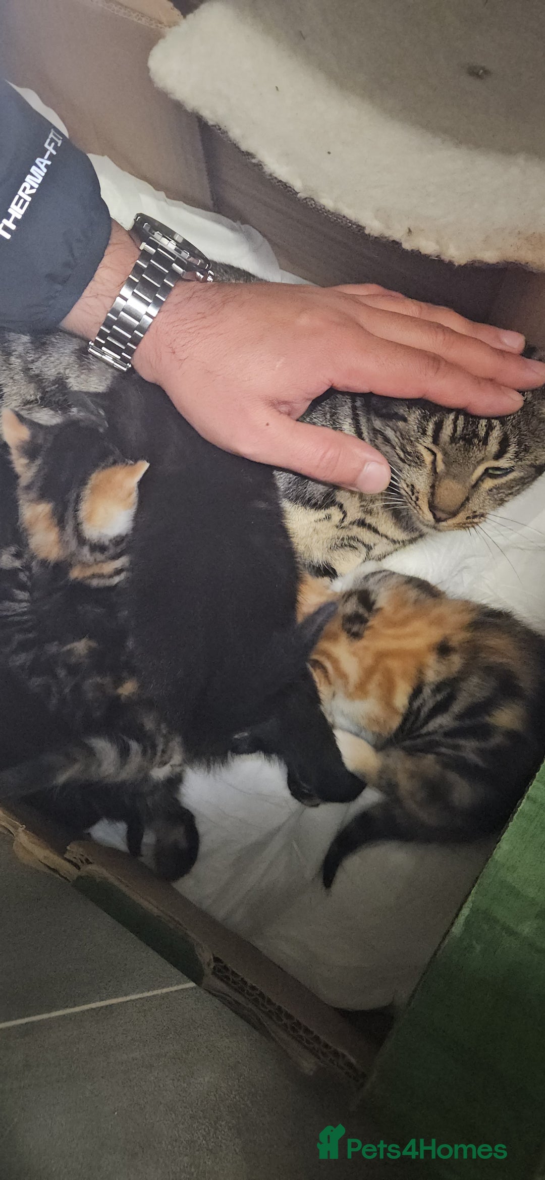 Bengal cats for sale: Kittys:Bengal+British parents  - Advert 11