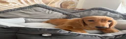 Miniature Dachshund dogs for sale: Ready now KC reg 5 month old boy  - Advert 5
