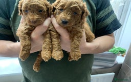 Toy Poodle dogs for sale: Gorgeous KC registered Red Toy Poodle pups - Image 2