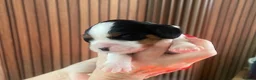 Cavalier King Charles Spaniel dogs for sale: Cavalier King Charles Spaniel KC Puppies in Ellesmere Port - Advert 14