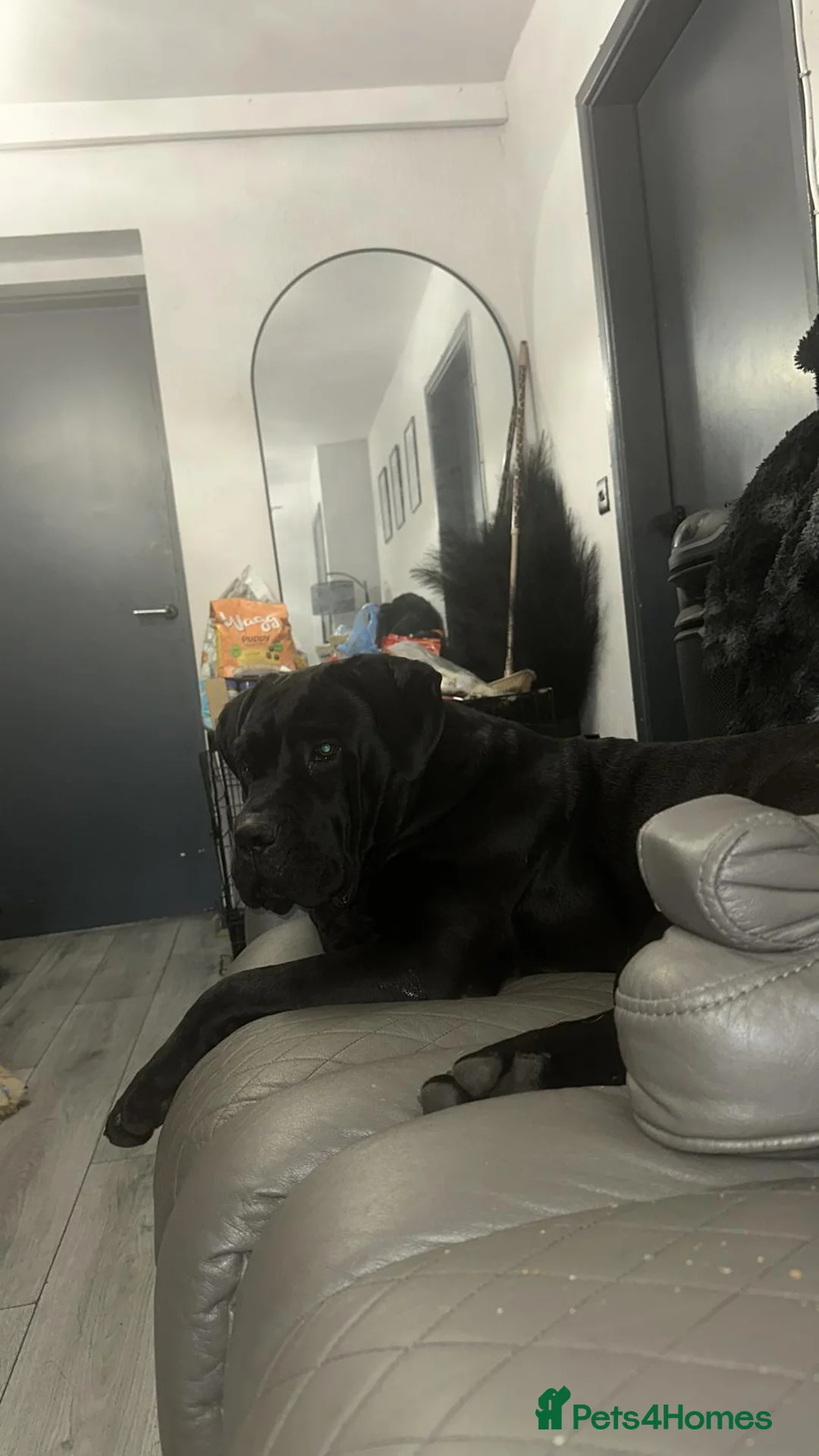 Cane Corso dogs for sale: Cane corso - Advert 2