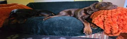 Dobermann dogs for sale: HEALTH TESTED,HOME REARED STUNNING DOBERMAN PUPS  - Advert 8