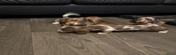 Miniature Dachshund dogs for sale: Beautiful miniature long haired dachshund  in Witham - Advert 11