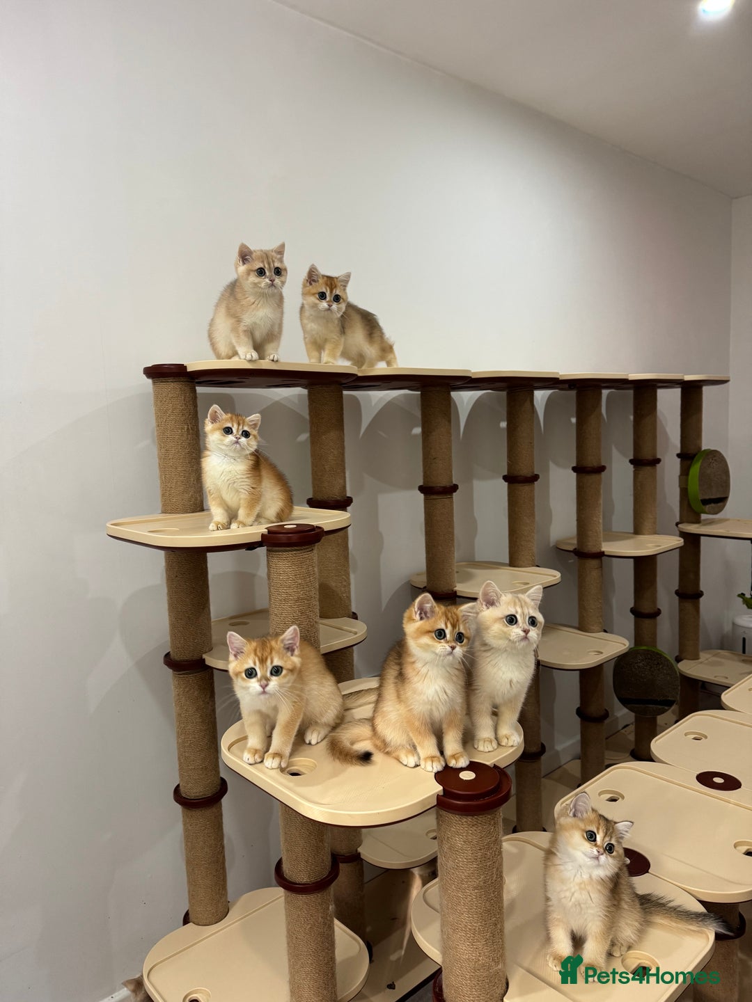 British Shorthair cats for sale: British Shorthair Golden kittens    - Image 35