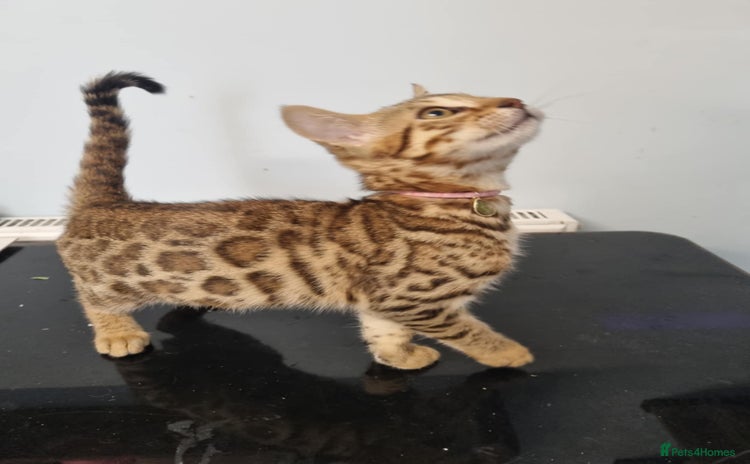 Bengal cats - Advert 12