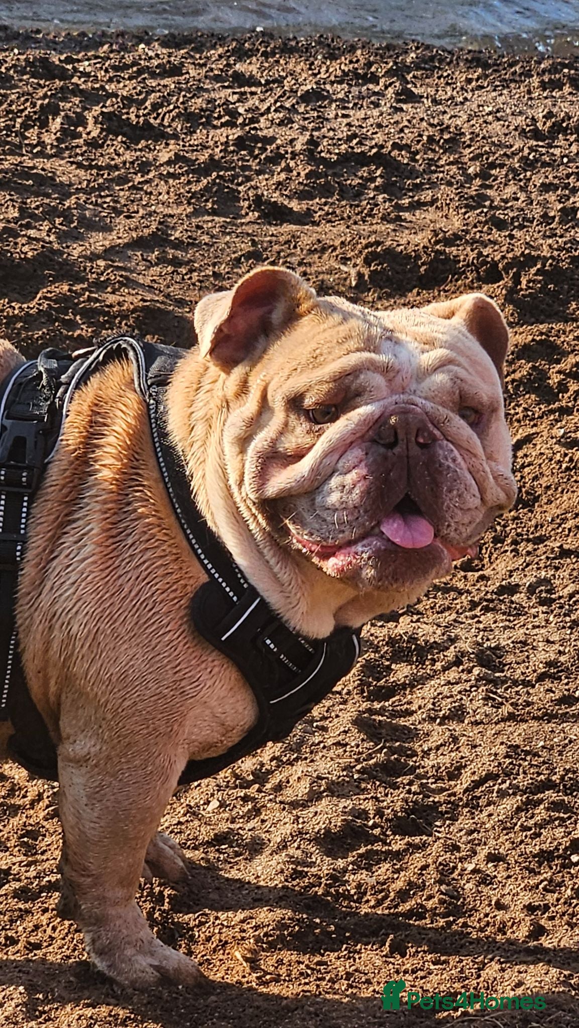 English Bulldog dogs Beautiful Betty - Advert 5