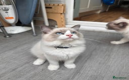 Ragdoll cats for sale: Male Ragdoll kittens - Image 7
