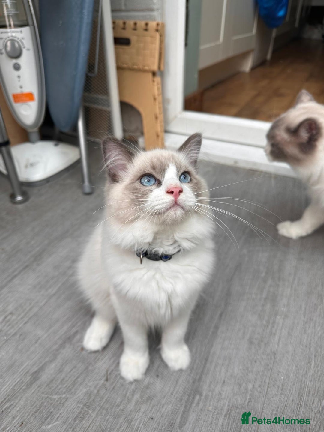 Ragdoll cats for sale: Male Ragdoll kittens - Image 7