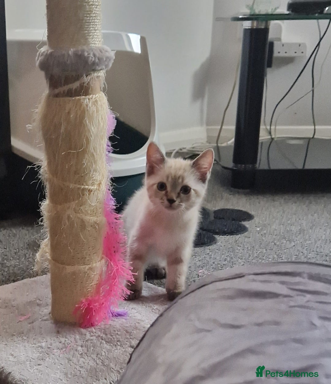 Ragdoll cats for sale: Ragdoll X Bengal - Image 22