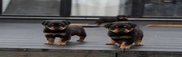 Rottweiler dogs for sale: Chunky German Rottweilers pups  - Advert 30