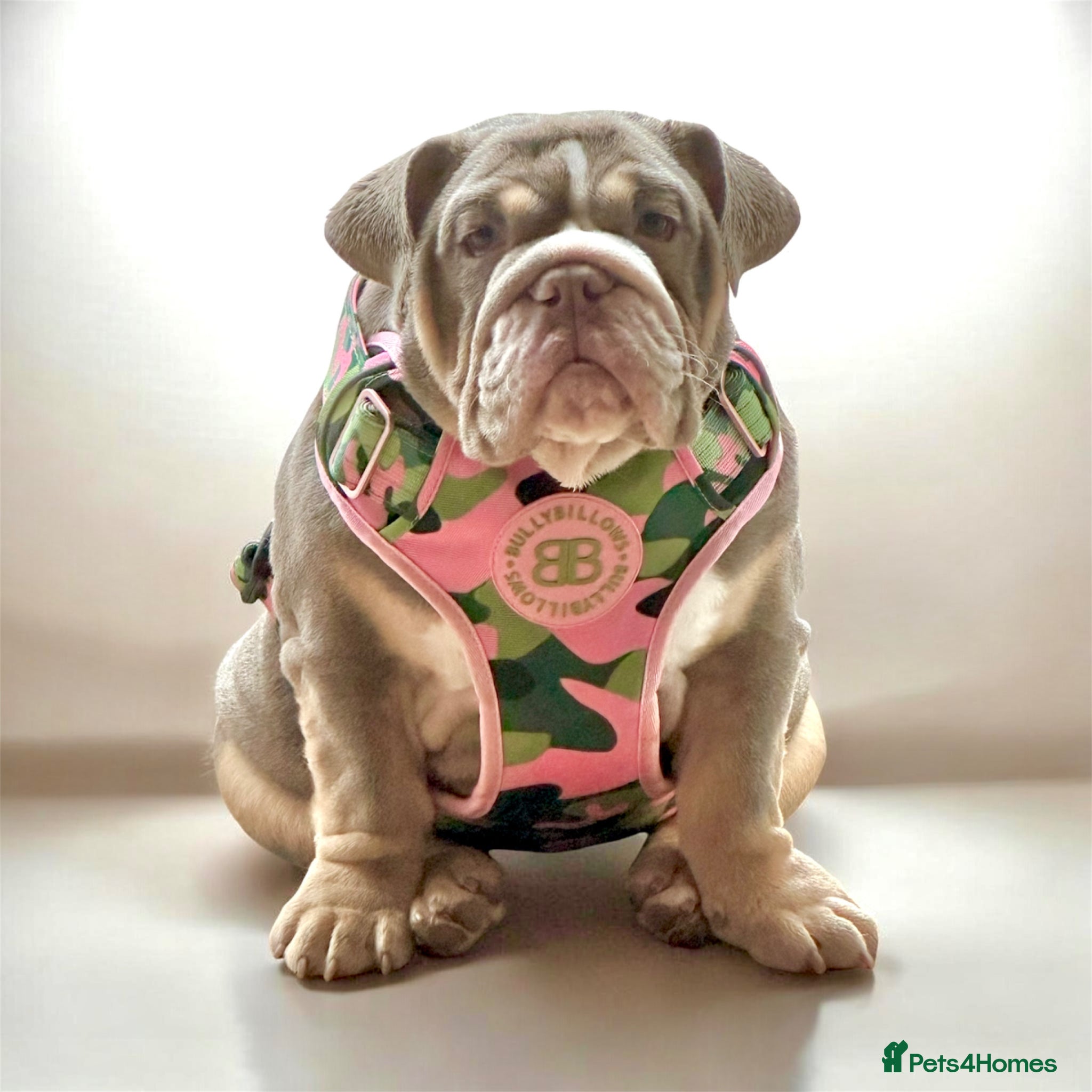 English Bulldog dogs for sale: 14 months old English Bulldog and 7 months old gir - Advert 10