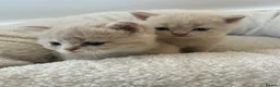 British Shorthair cats for sale: Breathtaking purebred British shorthair kittens - Advert 10