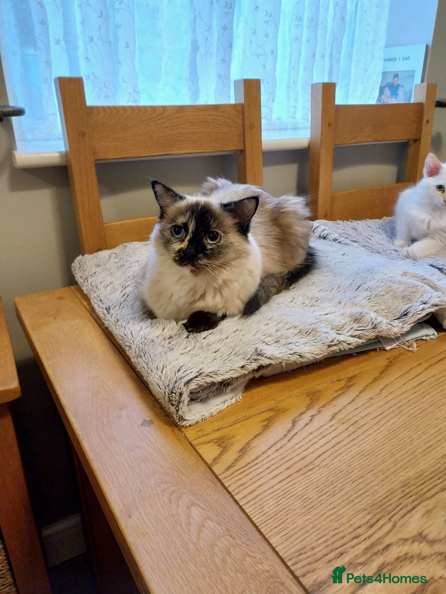 Ragdoll cats 2 Stunning Ragdolls looking for a forever home - Advert 1