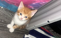 Mixed Breed cats for sale: 4 beautiful kittens  - Image 2