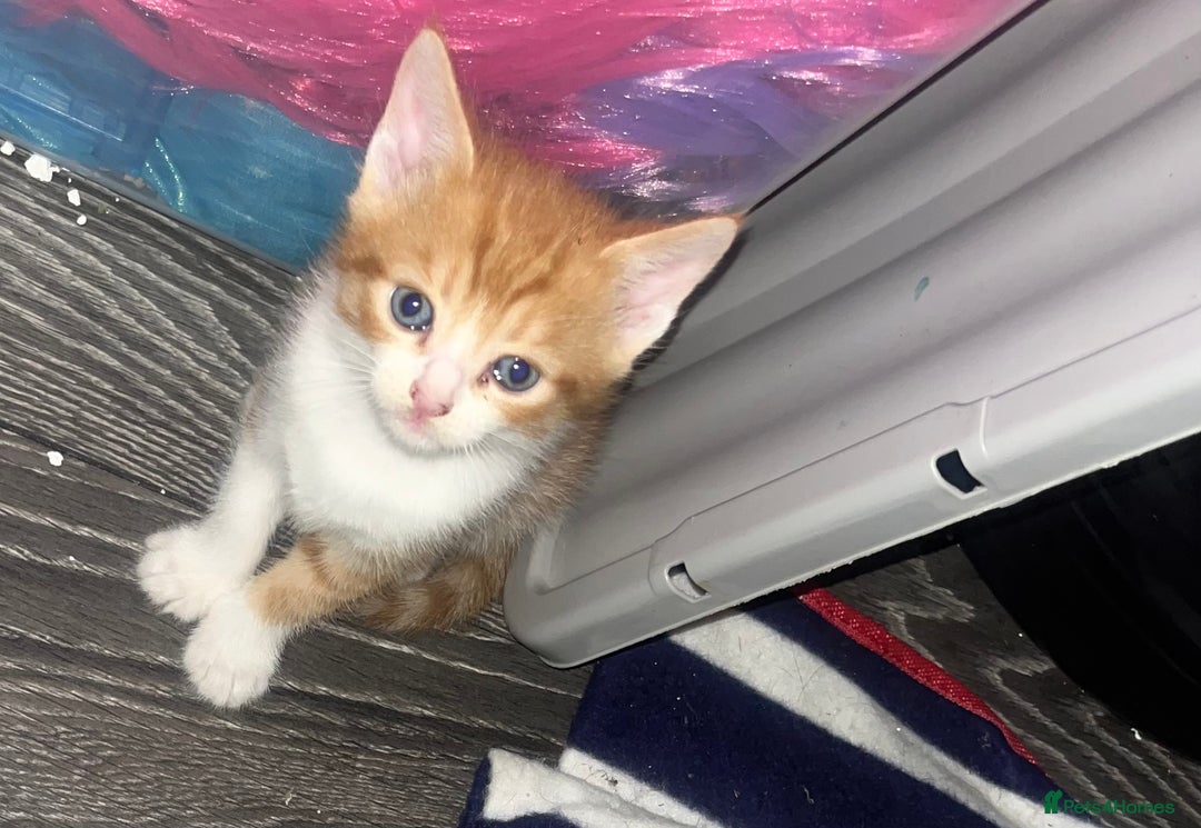 Mixed Breed cats for sale: 4 beautiful kittens  - Image 2