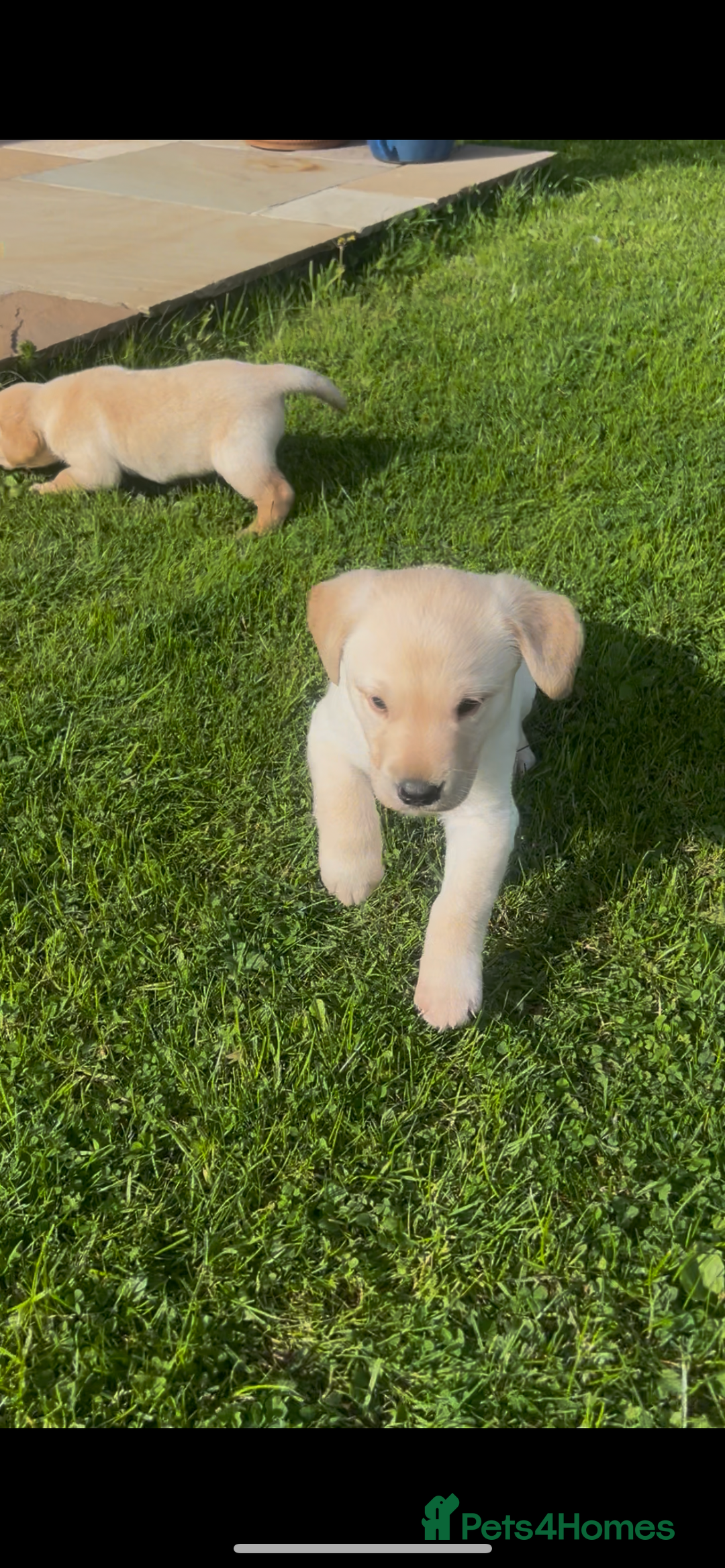 Labrador Retriever dogs for sale: Labrador pups  - Image 6