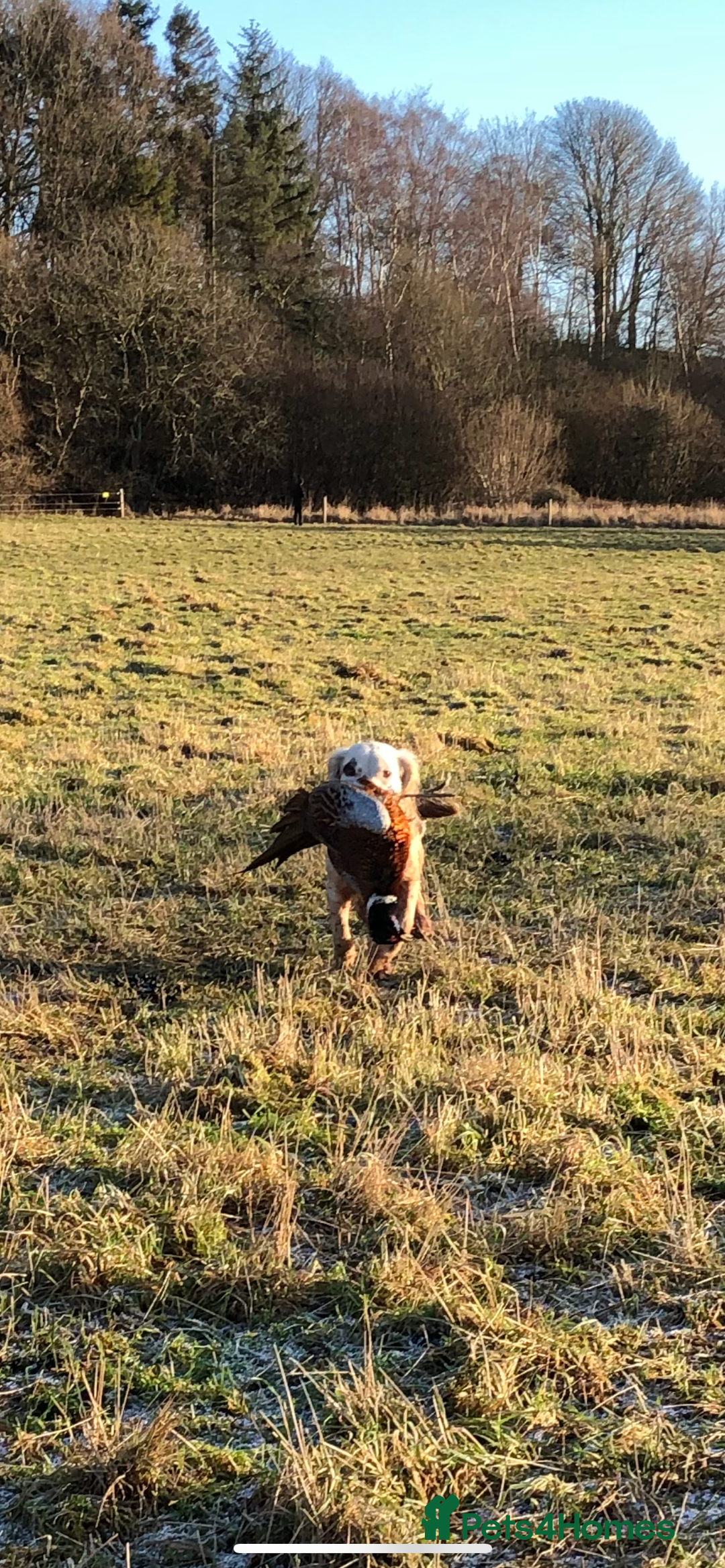 English Springer Spaniel dogs for stud: HEALTHTESTED WORKING ENGLISH SPRINGER SPANIEL in Bishop Auckland - Advert 8