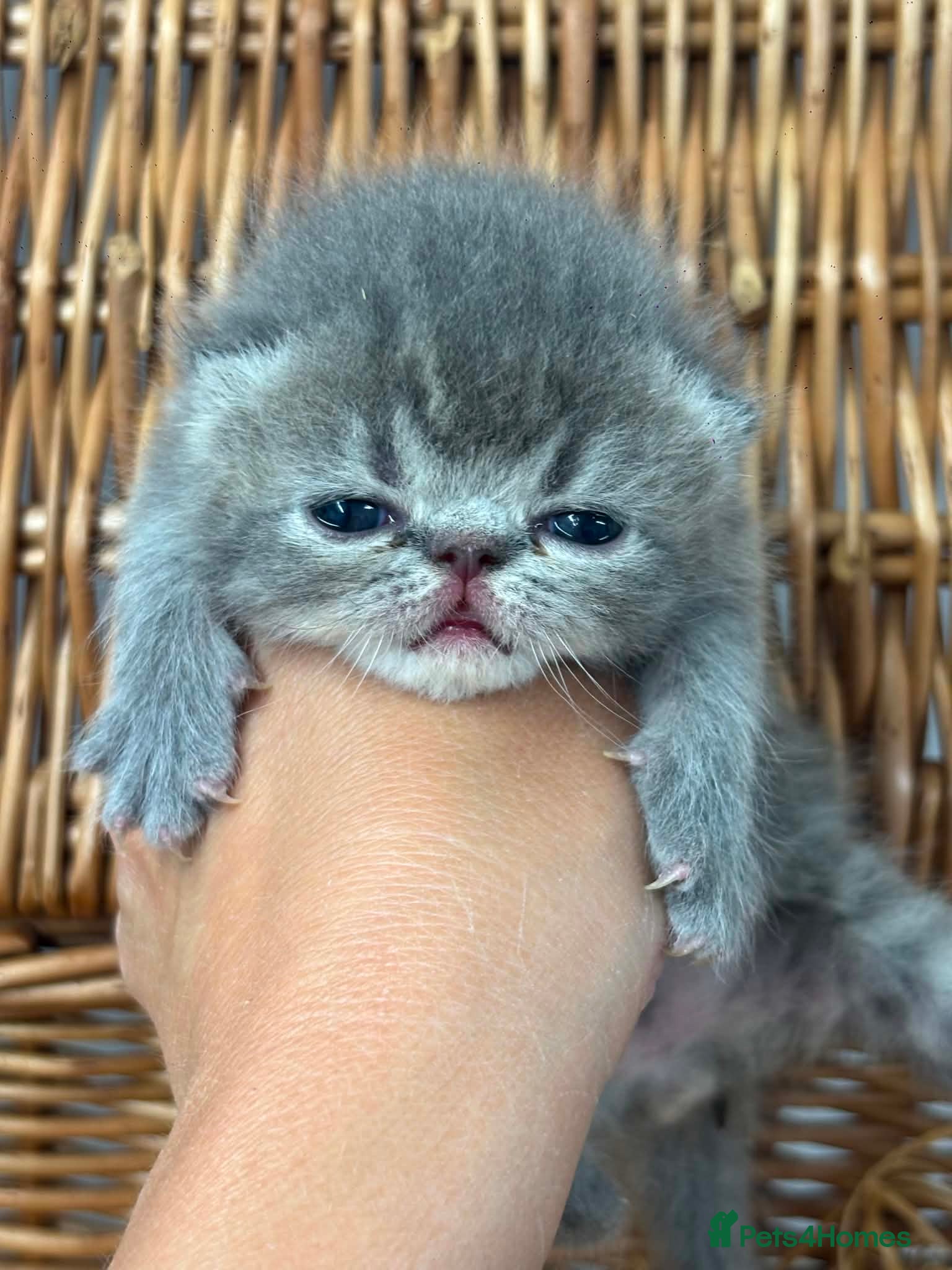 Exotic cats 3 high quality exotics - Advert 1