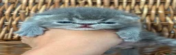 Exotic cats for sale: 3 high quality exotics - Advert 1