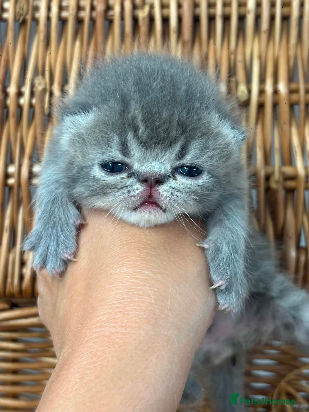 Exotic cats for sale: 3 high quality exotics - Advert 1