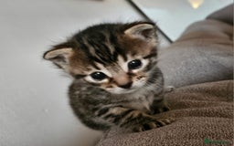 Bengal cats for sale: Bengal beauties - Image 1