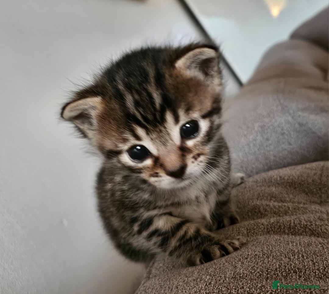 Bengal cats for sale: Bengal beauties - Image 1