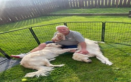 Golden Retriever dogs for sale: Golden retriever pups looking for forever homes  - Image 13