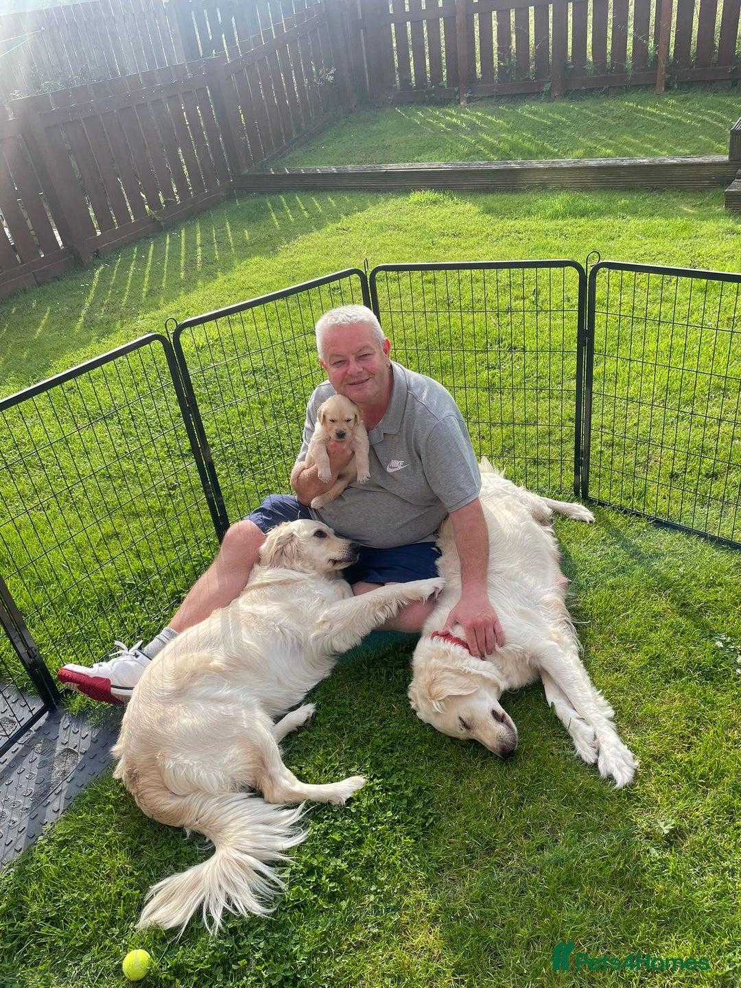 Golden Retriever dogs for sale: Golden retriever pups looking for forever homes  - Image 13