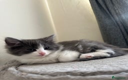 Ragdoll cats for sale: Reserved - Image 15