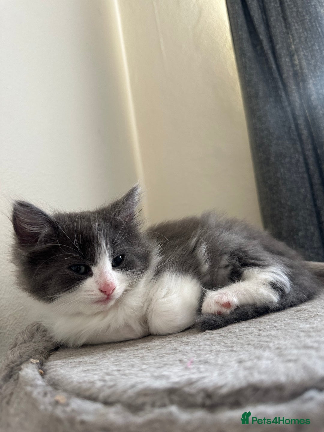 Ragdoll cats for sale: Reserved - Image 15