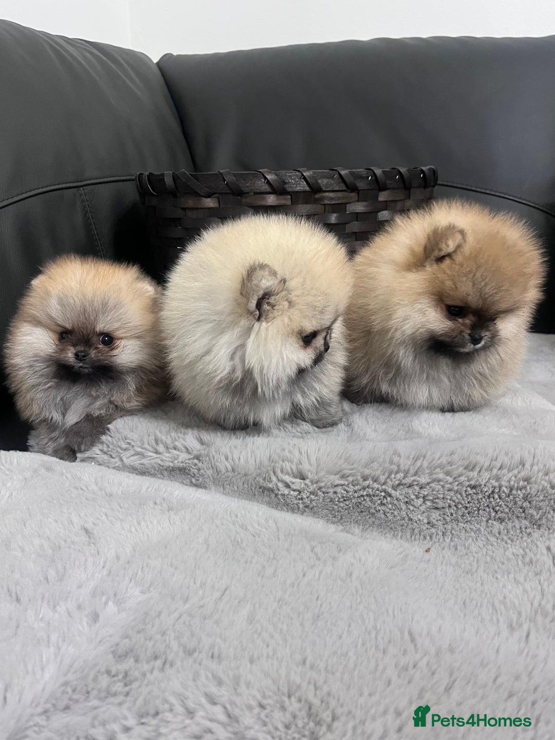 Pomeranian dogs for sale: 🔥Stunning 🐻Real Teddy Face🏆Quality  - Advert 2