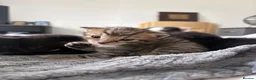 Mixed Breed cats for sale: 8 beautiful kittens for sale❤️ - Advert 24