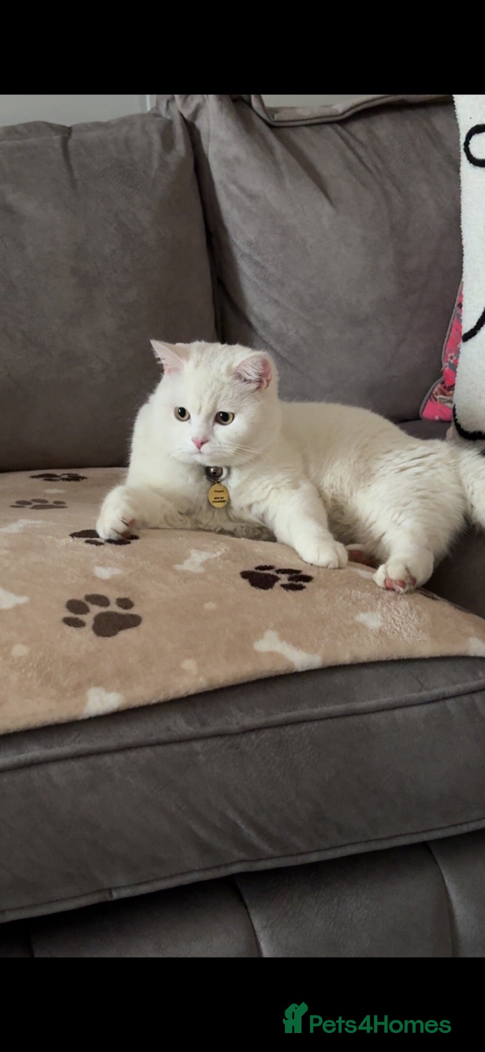 British Shorthair cats White British shorthaired male  - Advert 1