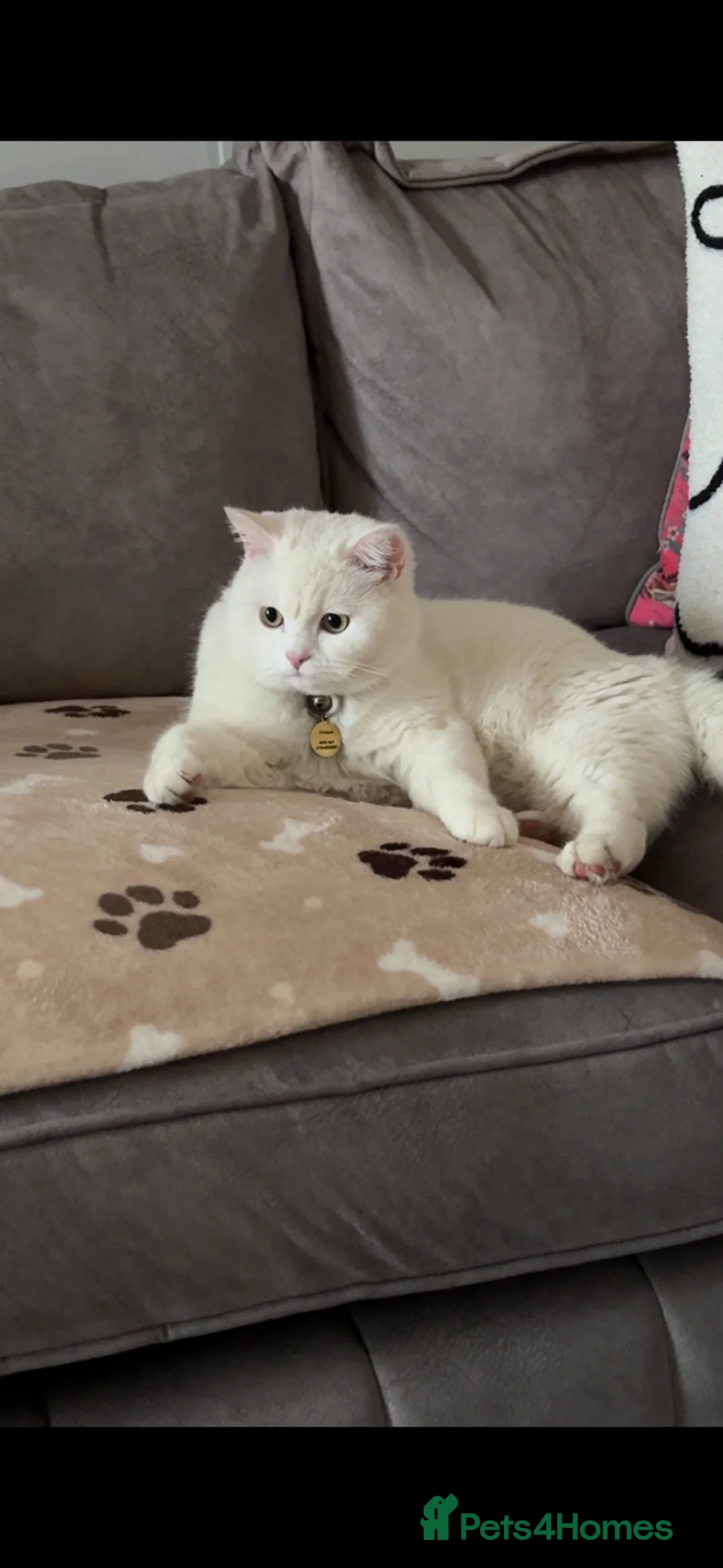 British Shorthair cats for sale: White British shorthaired male  - Advert 1