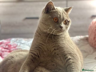 British Shorthair cats ♦️Exquisite BSH sweethearts♦️ - Advert 3