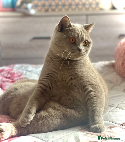 British Shorthair cats ♦️Exquisite BSH sweethearts♦️ - Advert 13