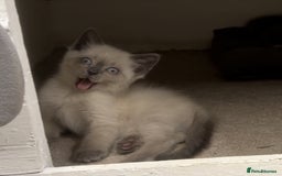 Mixed Breed cats for sale: Stunning Persian x Siamese kittens - Image 7