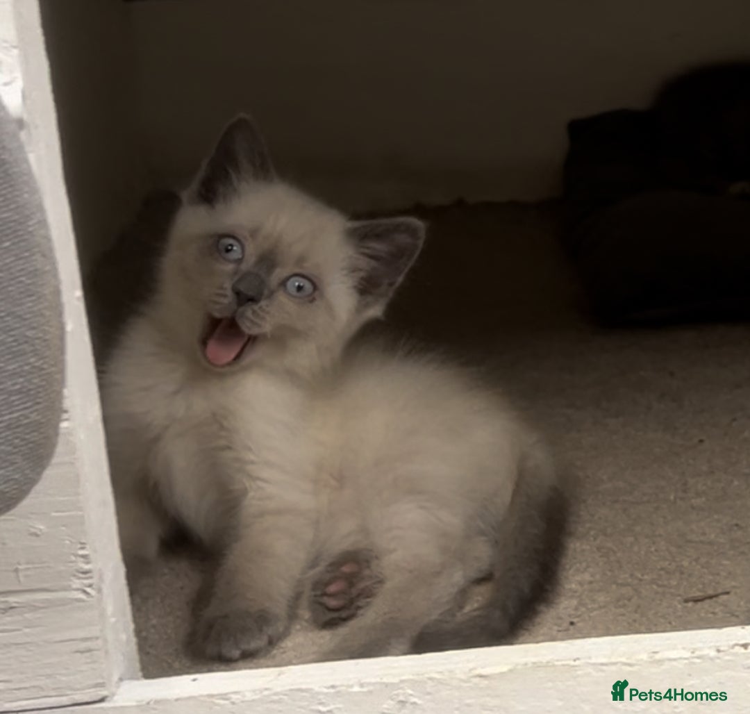 Mixed Breed cats for sale: Stunning Persian x Siamese kittens - Image 7