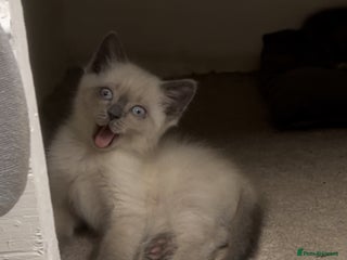 Mixed Breed cats - Advert 13