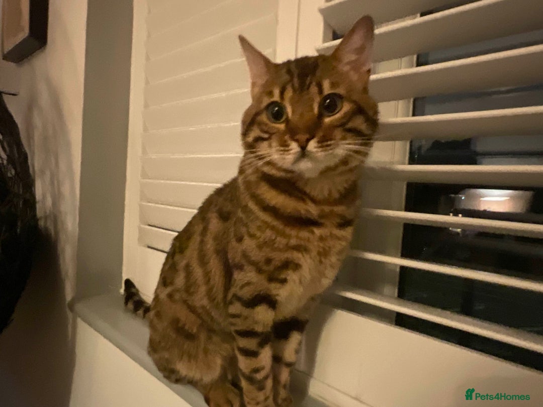 Bengal cats for sale: Beautiful Pure Bengal  - Image 7