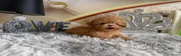 Maltipoo dogs for sale: Maltipoo Boy – Free to a Special Loving Home - Advert 16