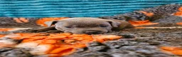 Staffordshire Bull Terrier dogs for sale: Staffordshire bull terrier puppies for sale in Kilmarnock - Advert 4