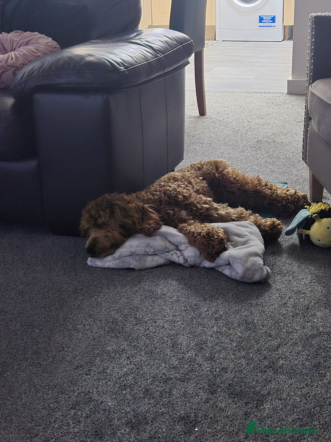 Cockapoo dogs for sale: Gourgous male cockapoo - Advert 3